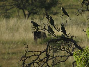 Silhouette bird perching on a tree