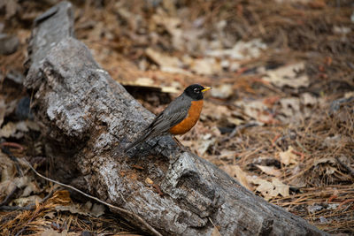 Close-up of bird perching on a rock