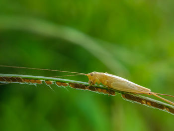 Close-up of insect on leaf