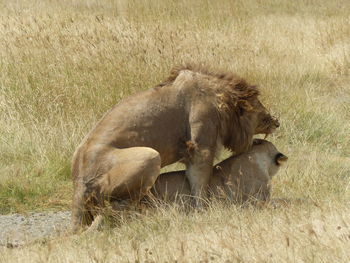 African lions sex affair