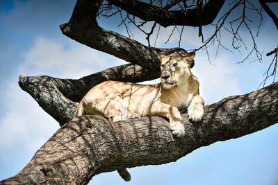 Low angle view of cat on tree