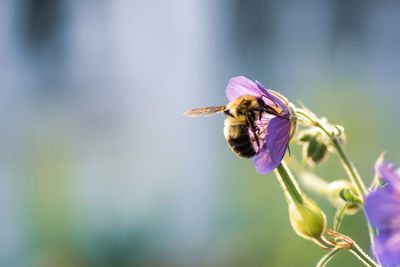 Close-up of bee pollinating on purple flower