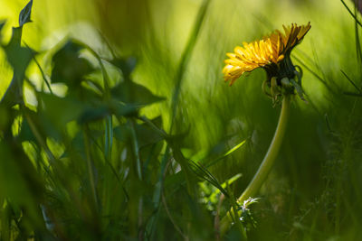 Close-up of yellow flowering plant