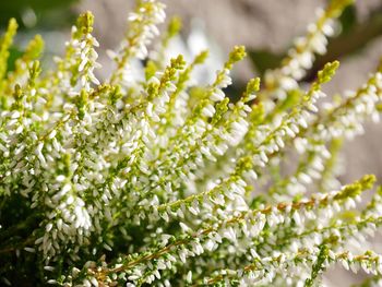 Close-up of fern