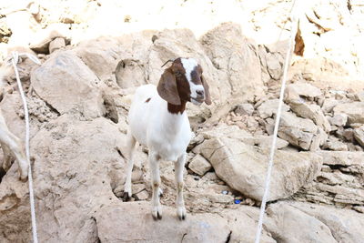 View of animal on rock