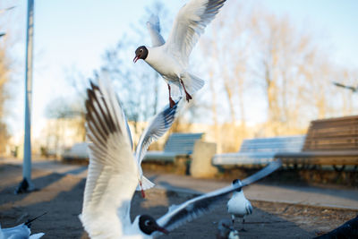 Seagull flying