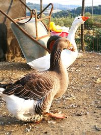 Close-up of pelican