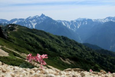 Pink flower in bloom with mountains in background