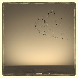 Birds flying over sea against clear sky