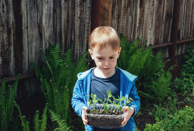Boy holding bell pepper seedlings in his hands. child doing gardening. 