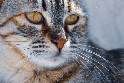 Close-up portrait of a cat