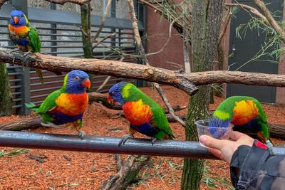 Parrot perching on branch in zoo