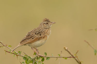 Close-up of bird perching on a branch