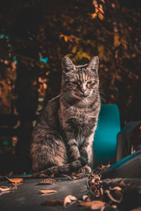 Cat sitting outdoors