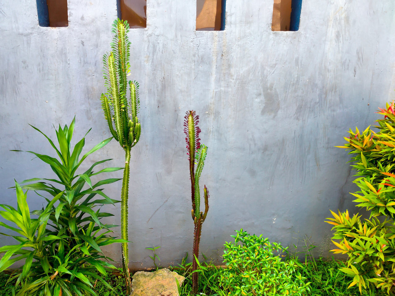 CLOSE-UP OF PLANT AGAINST WALL