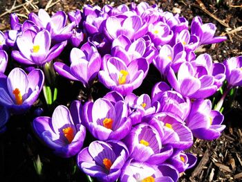 Close-up of purple crocus flowers