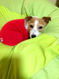 Close-up portrait of dog on bed