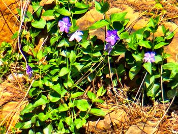 Close-up of purple flowers