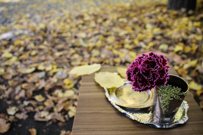 Close-up of flower growing on table