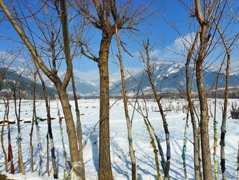 Bare trees on snow covered landscape against sky