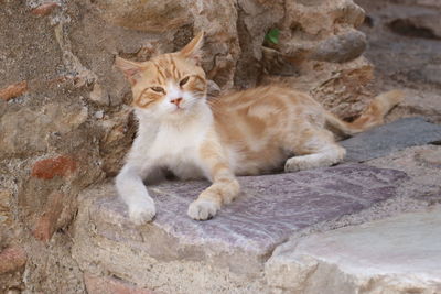 High angle view of cat sitting on rock