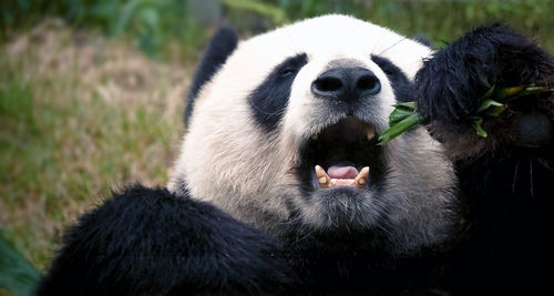 Close-up of giant panda 