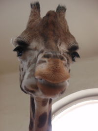 Close-up portrait of horse