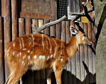 Close-up of cat on wood
