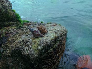 High angle view of snake on rock in sea