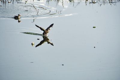 High angle view of bird flying over lake