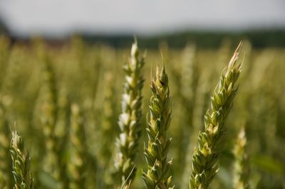 Close-up of plants growing in field