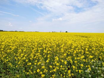 Scenic view of oilseed rape field against sky