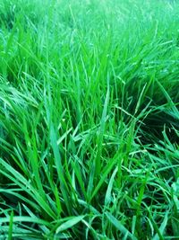 Full frame shot of green leaves on field