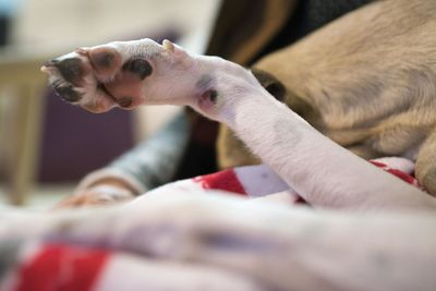 Close-up of a dog