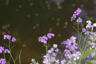 Close-up of purple flowering plants