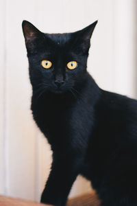 Portrait of black cat sitting at home