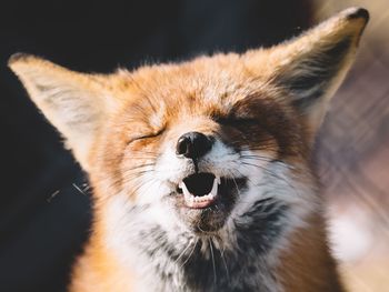 Close-up of cat with eyes closed