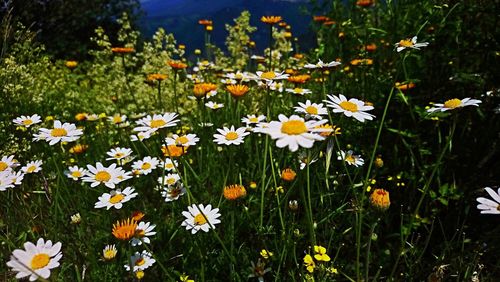 Close-up of white daisy flowers on field