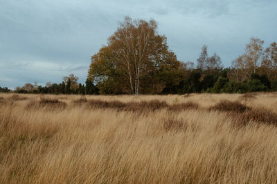 Trees on field against sky