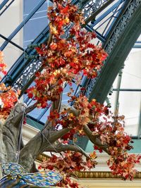 Low angle view of flowering plants against trees