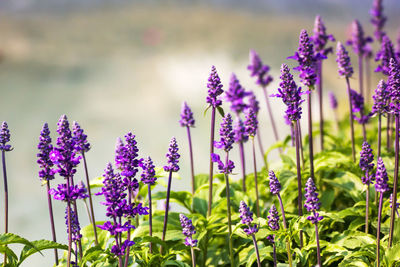 Meadow with blooming blue salvia herbal flowers. blue salvia is plant in the mint family.