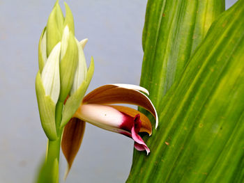 Close-up of flowering plant