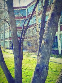 Trees growing on grassy lawn