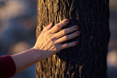 Cropped hand of woman touching tree trunk