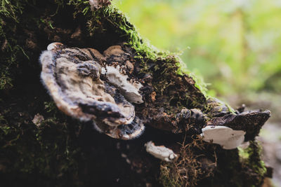 Close-up of mushrooms on tree trunk