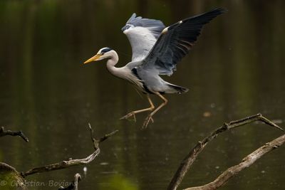 High angle view of gray heron flying