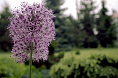 Close-up of pink flowering plant