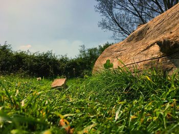 Plants growing on field against sky