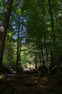 Low angle view of trees in forest