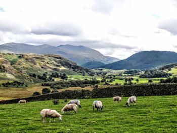 Sheep grazing in a field